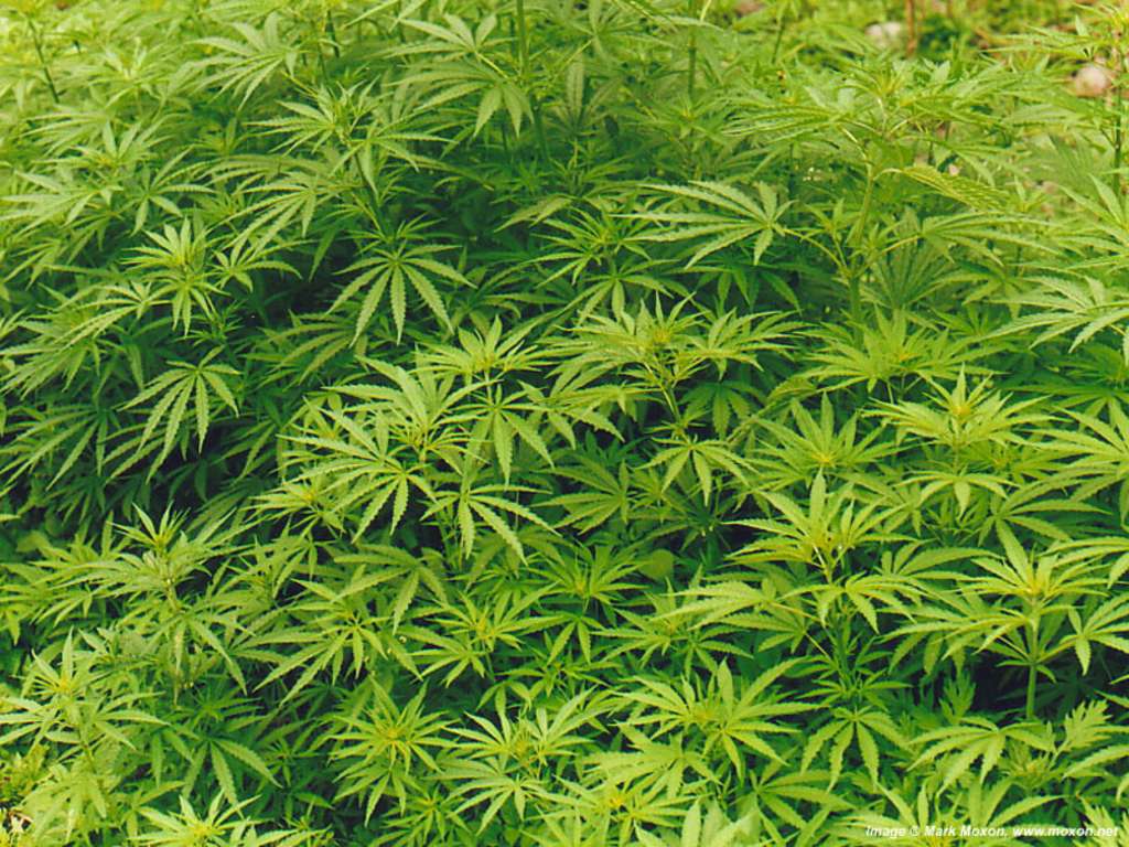 На что влияет марихуана зимой конопля в поле