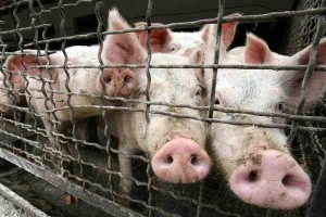 Свиной грипп в Молдове